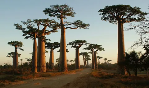 Allée des Baobabs - TIAKO MADA VOYAGE
